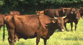 Dialog Tierhaltung/Projekt
