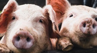 Agrarberatung für den Umbau der Tierhaltung/Projekt